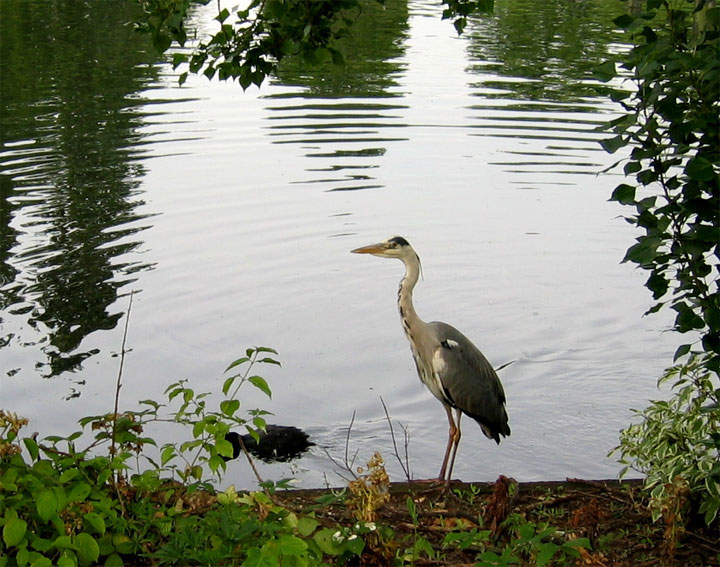 イギリス　公園　水鳥　アンティークジュエリー　ルネサンス　フォト日記　GEN