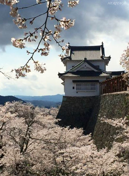 鶴山公園の津山城と満開の桜
