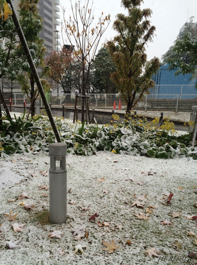千葉県の柏の葉キャンパスの駅前の雪とツワブキの黄色の花