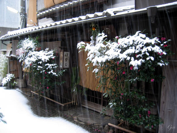 神楽坂の雪椿