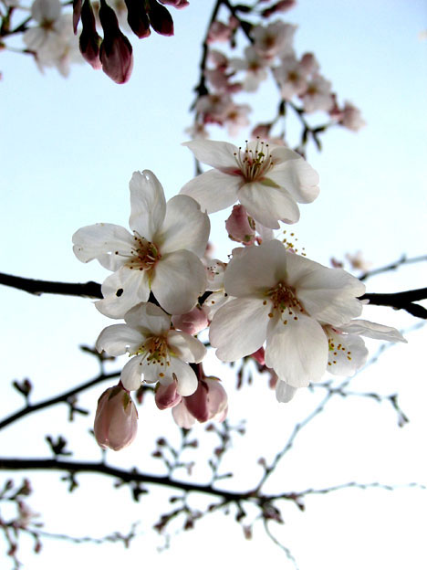 透過光の桜