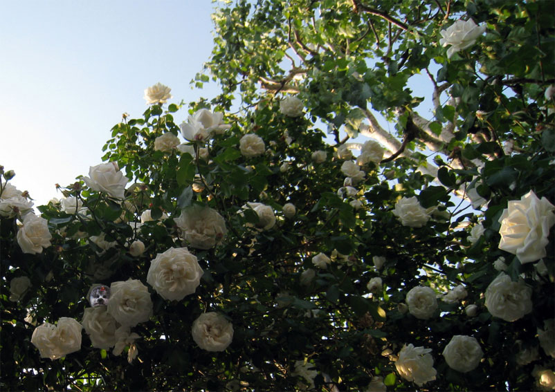 天に咲く美しい白薔薇
