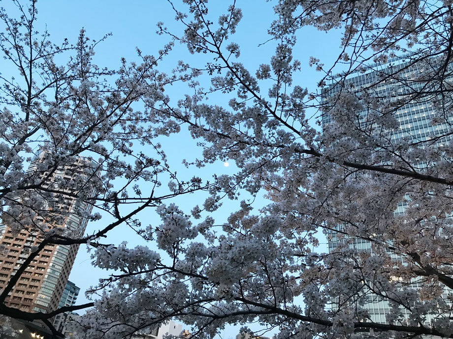 市ヶ谷の外堀沿いの満開の桜と満月