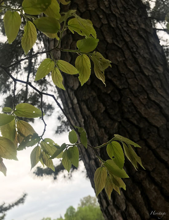清水谷公園の初夏の虫喰い葉