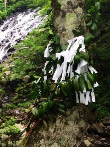 津山市阿波の布滝で玉串が括り付けられた樹木