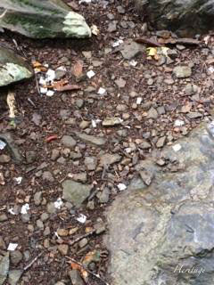 津山市阿波の布滝で地面に撒かれた切麻