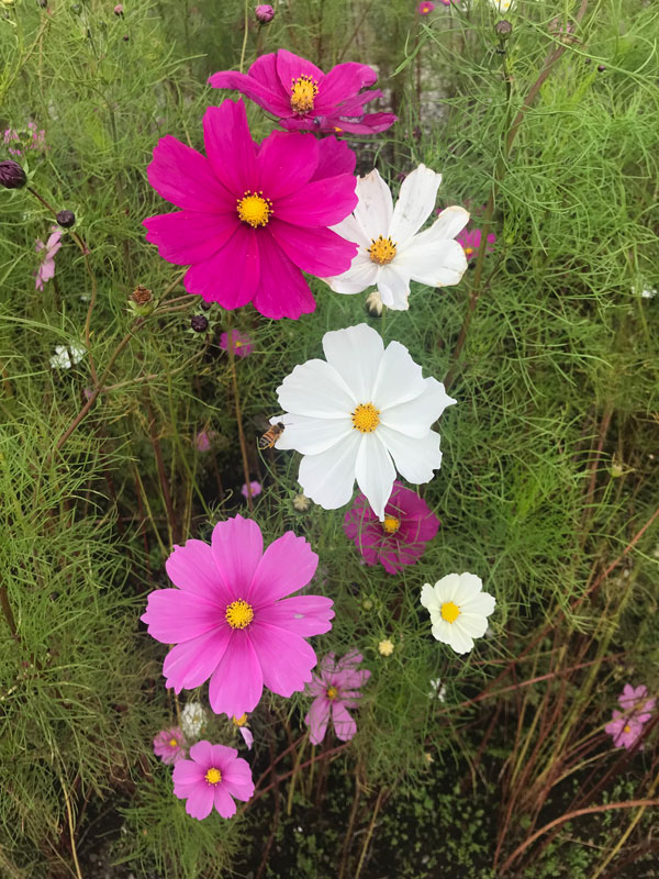 青森の下北駅のコスモス