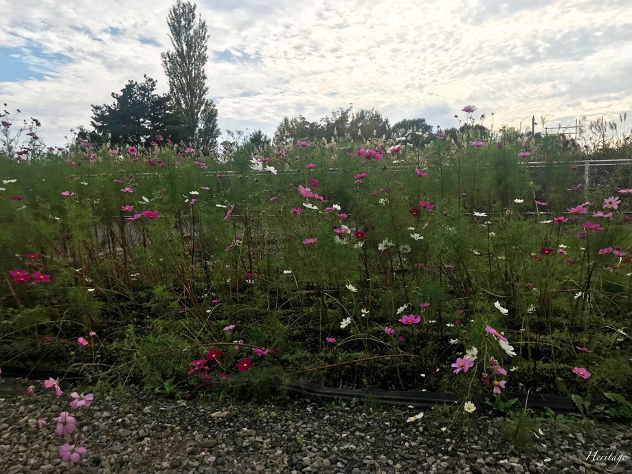 青森の下北駅のコスモス
