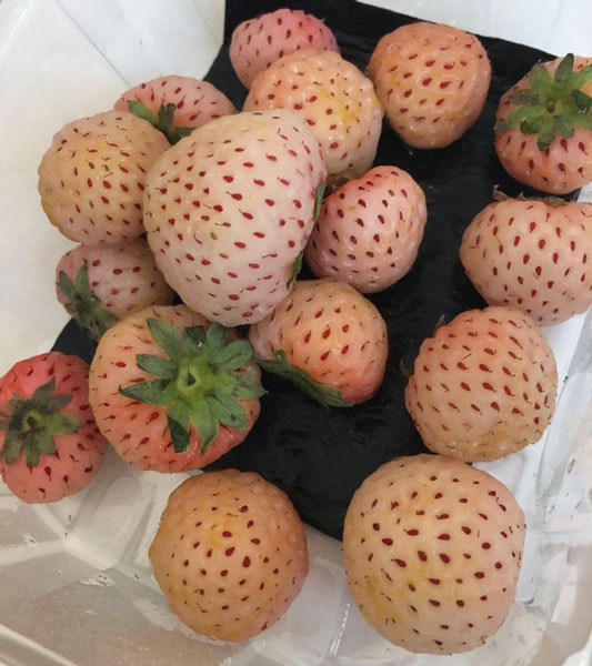 ロンドン　スーパーマーケット　ウェイトローズ　イギリス王室御用達　パインベリー　白いイチゴ　フルーツ