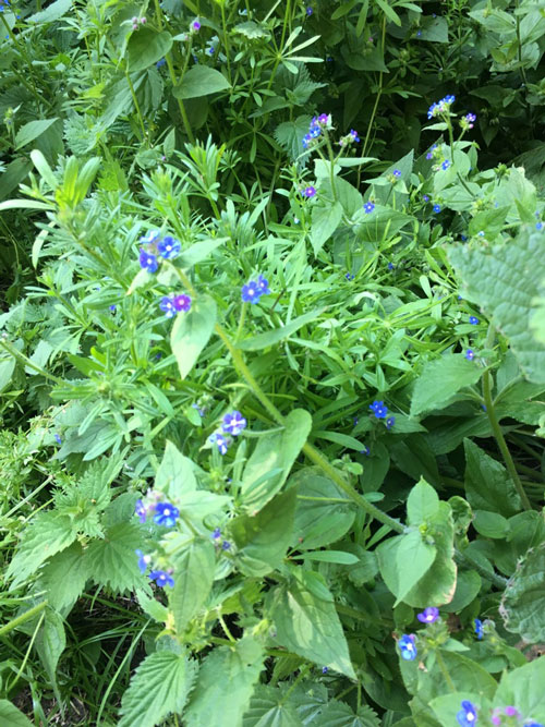 ハムステッド・ヒース　ロンドン　イギリス　原野　藪　青い花