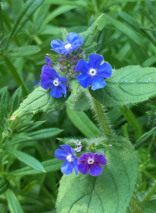 ハムステッド・ヒース　ロンドン　イギリス　原野　藪　青い花
