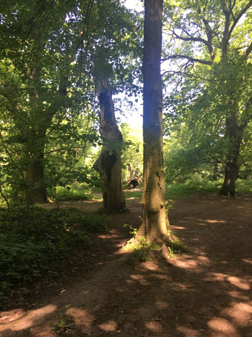 ハムステッド・ヒース　ロンドン　イギリス　原野　木のうろ　倒木