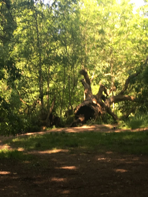 ハムステッド・ヒース　ロンドン　イギリス　原野　木立　倒木