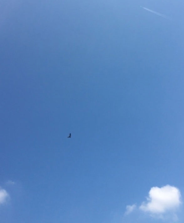 ハムステッド・ヒース　ロンドン　イギリス　原野　青空　飛行機雲　鳥