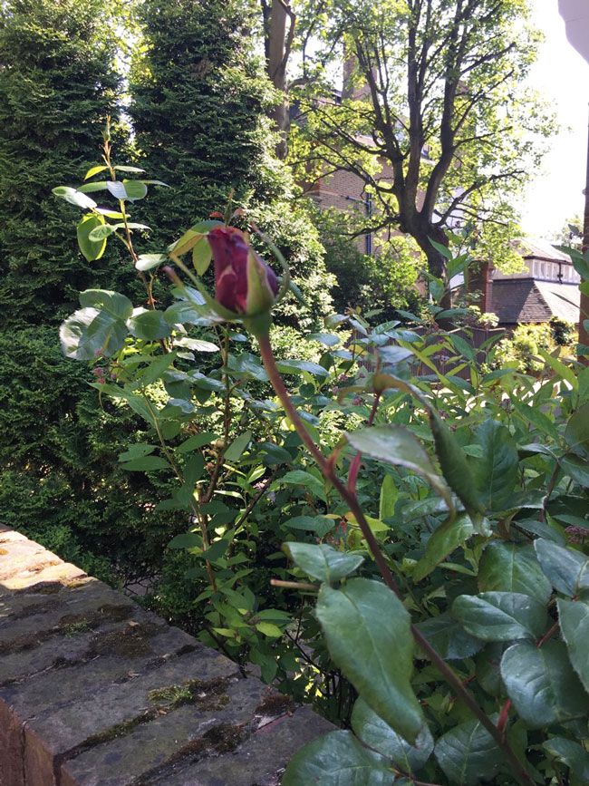ロンドンの高級住宅街ハムステッドの民家の庭の赤いバラの蕾