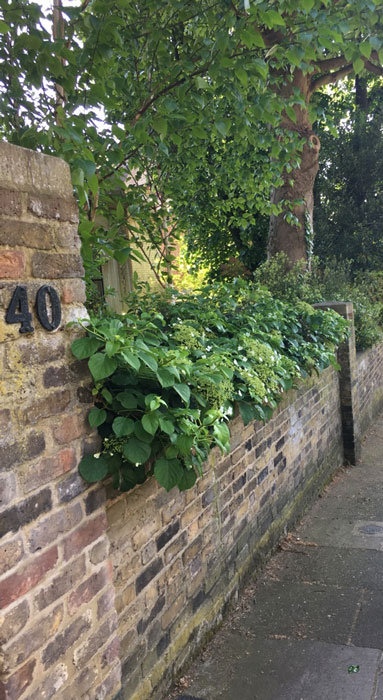 ロンドンの高級住宅街ハムステッドの民家の塀の紫陽花