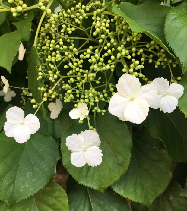 イギリスのロンドンの白いアジサイの花