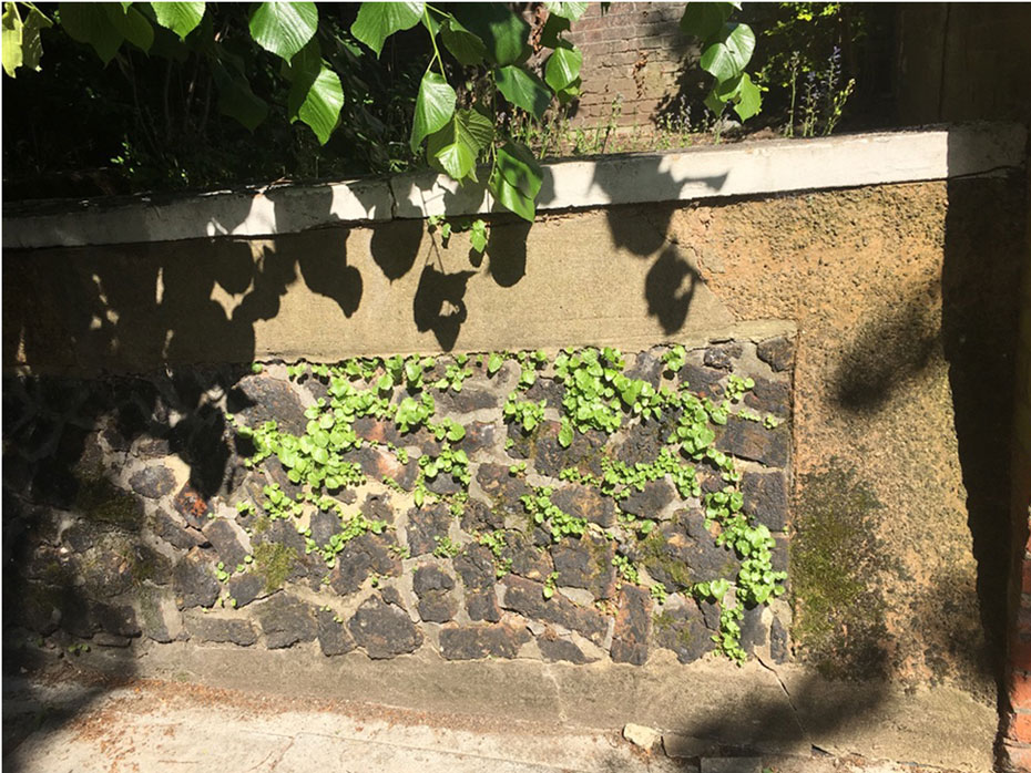 ロンドンの高級住宅街ハムステッドの民家の苔むした塀から生えるど根性の雑草