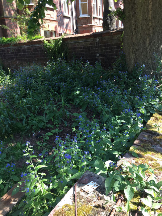 ロンドンの高級住宅街ハムステッドの民家の庭に咲く雑草の青い花