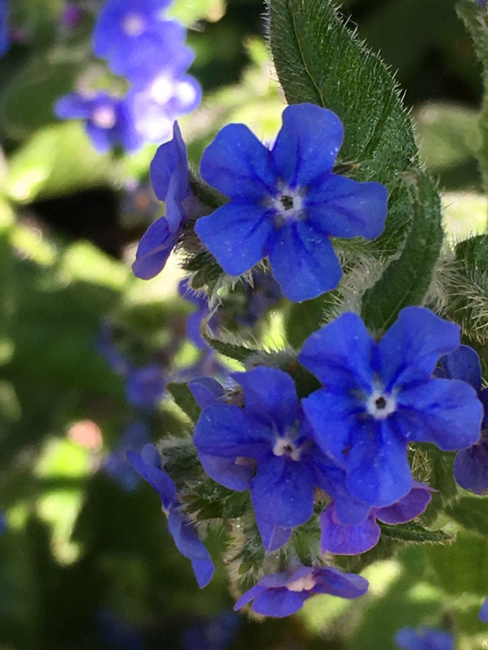 ロンドンの雑草の青い花