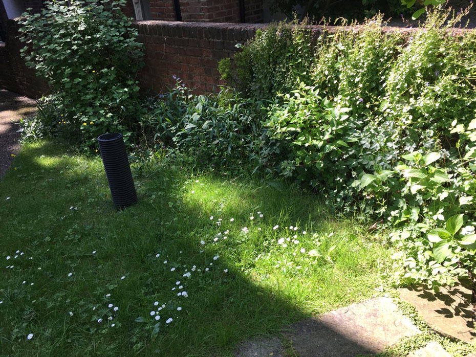 ロンドンの高級住宅街ハムステッドの民家の雑草に咲く白い花