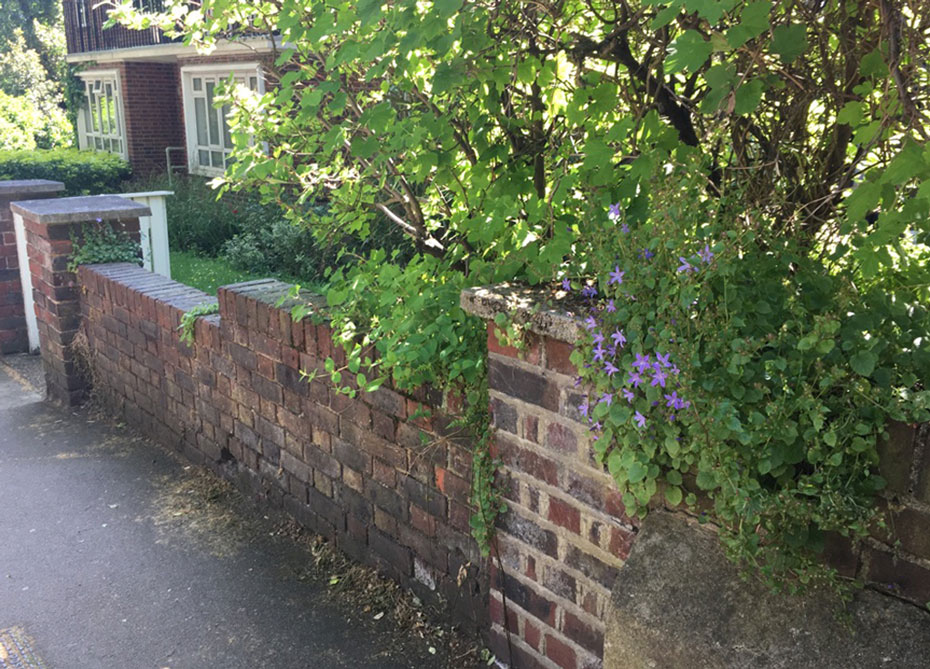 ロンドンの高級住宅街ハムステッドの民家の煉瓦塀に咲く紫の花