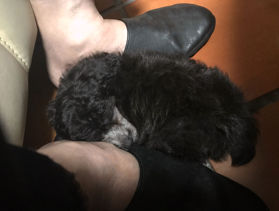 足の間にはまりこんで眠る赤ちゃんトイプードルの小元太