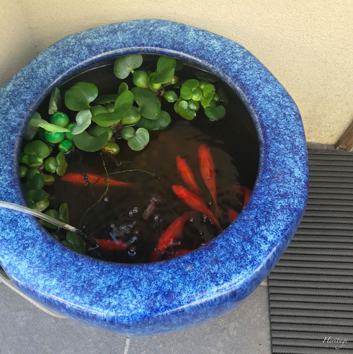神楽坂の金魚鉢と金魚と水草