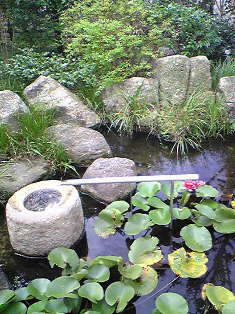 六本木ヒルズの屋上庭園のメダカが住む池と蓮