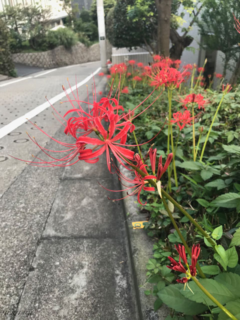 六本木ヒルズの屋上庭園の稲穂と彼岸花と東京タワー