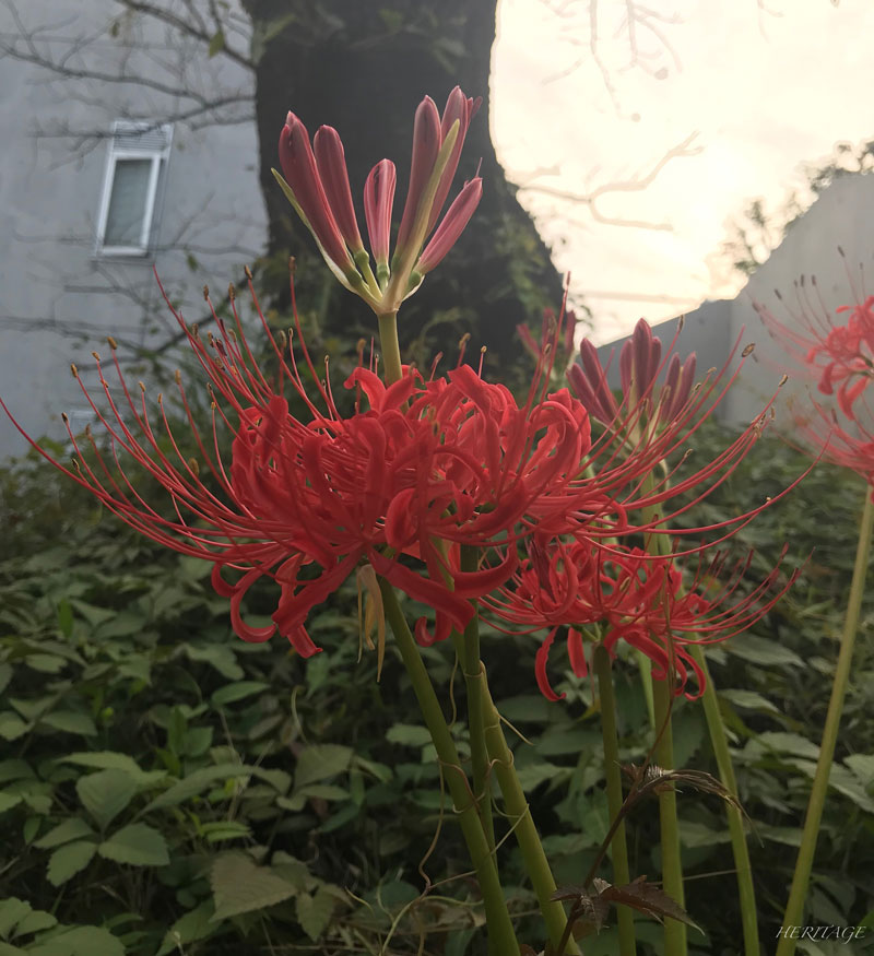 東京理科大の裏に咲く真紅の彼岸花