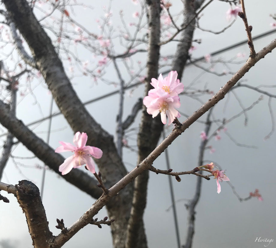銀座シックスの屋上庭園の十月桜
