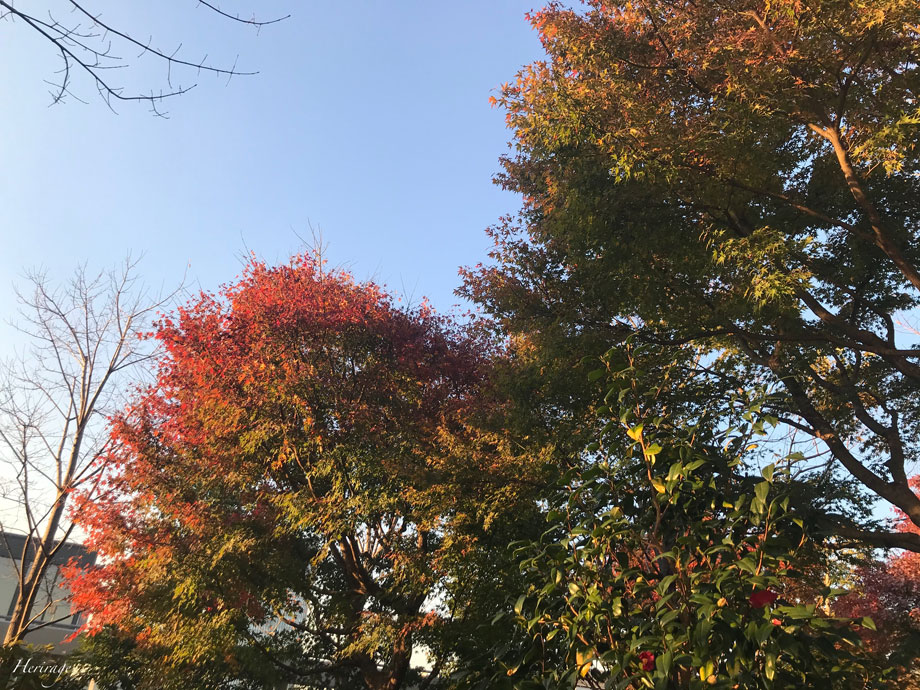 銀座シックスの屋上庭園の紅葉