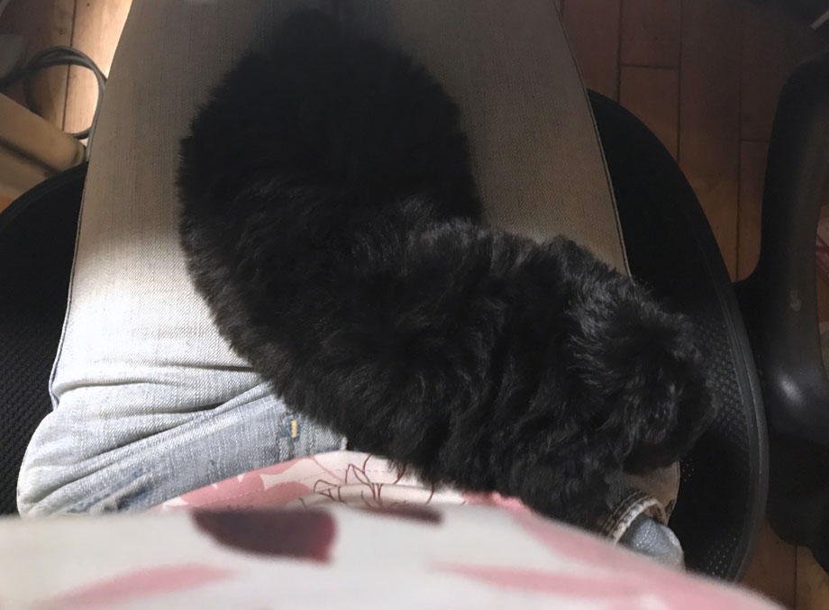女性の膝の上で寝る黒とシルバーのトイプードルの子犬「小元太」