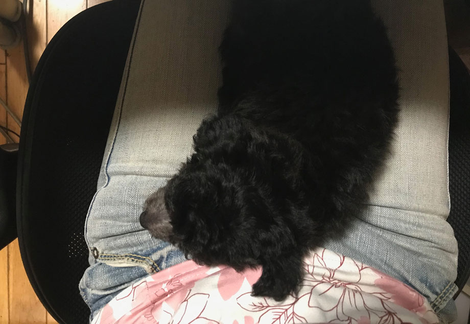 女性の膝の上で寝る黒とシルバーのトイプードルの子犬「小元太」
