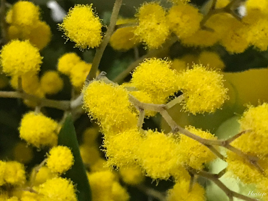 ポワポワの黄色いミモザの花