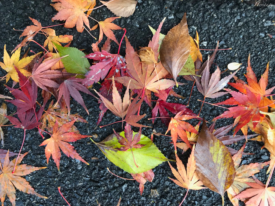 雨に濡れて色彩を増した色とりどりの落ち葉