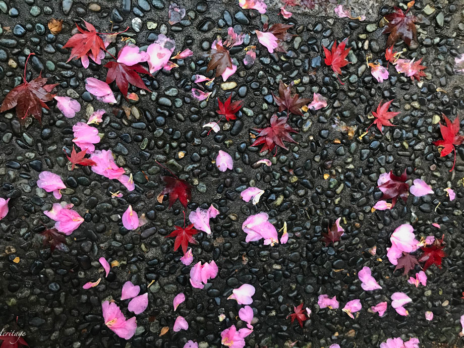 雨に濡れて色彩を増した色とりどりの落ち葉