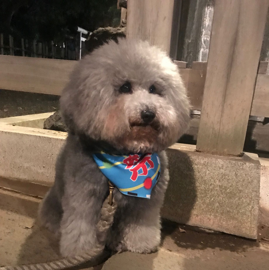 Ղ̃o_itVo[̂܂܂gCv[h