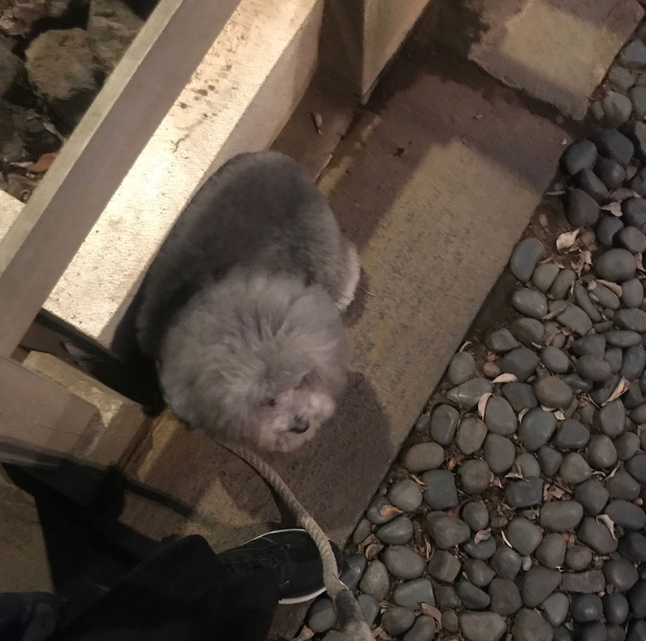 市谷亀岡八幡宮でリラックスするシルバーのトイプードル小元太