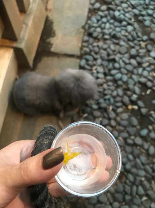 市谷亀岡八幡宮の放生会の振る舞い酒の菊酒