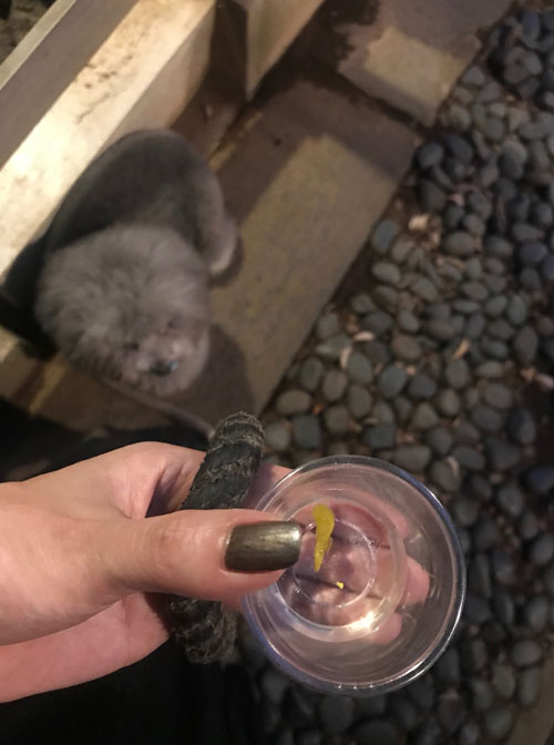 市谷亀岡八幡宮の放生会の振る舞い酒の菊酒
