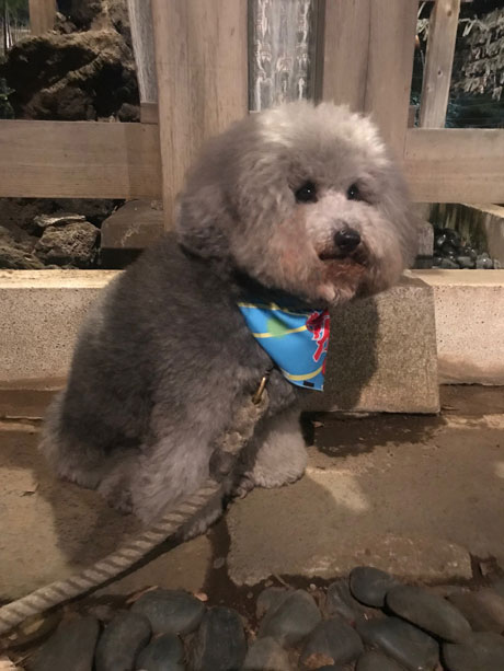 市谷亀岡八幡宮の放生会の神楽に興味津々のシルバーのトイプードル小元太