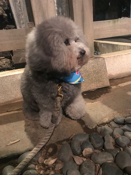 市谷亀岡八幡宮の放生会の神楽に興味津々のシルバーのトイプードル小元太