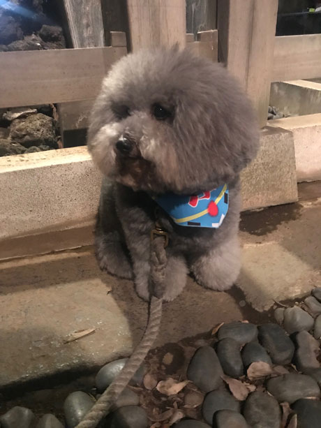 市谷亀岡八幡宮の放生会の神楽に興味津々のシルバーのトイプードル小元太