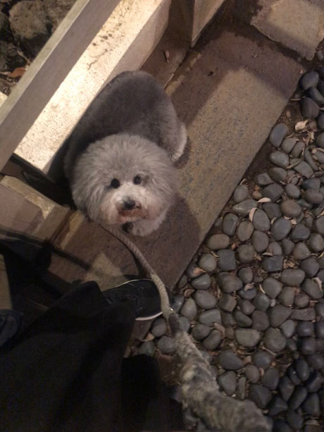 市谷亀岡八幡宮の放生会の神楽に興味津々のシルバーのトイプードル小元太