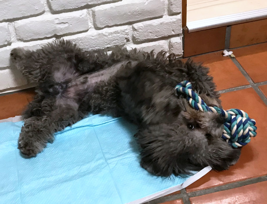 ���҂�Ń{�[����ɂ����I���`���ŗV�ԃw�\�V�̃g�C�v�[�h��������