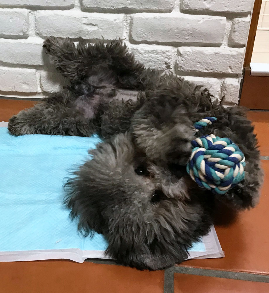 ����{�[����ɂ����I���`���Ńw�\�V�ŗV�ԃV���o�[�̃g�C�v�[�h��������