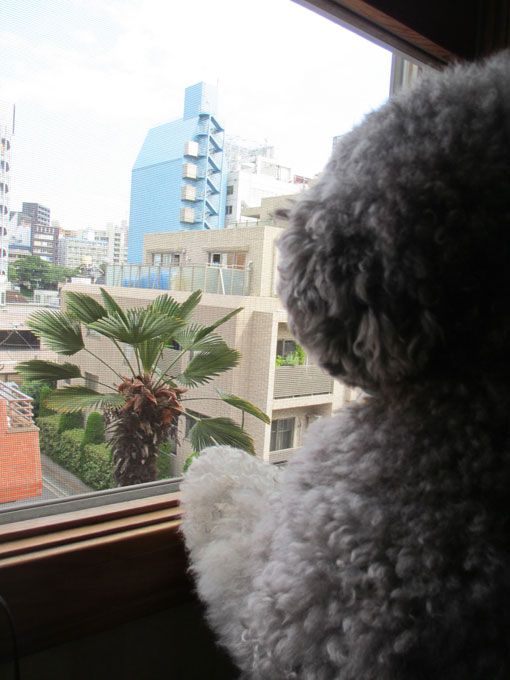 �p�[���n�E�X�̃A�g���G����O�𒭂߂�V���o�[�̂܂�܂�g�C�v�[�h��������