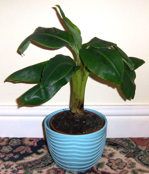 Rhizophora